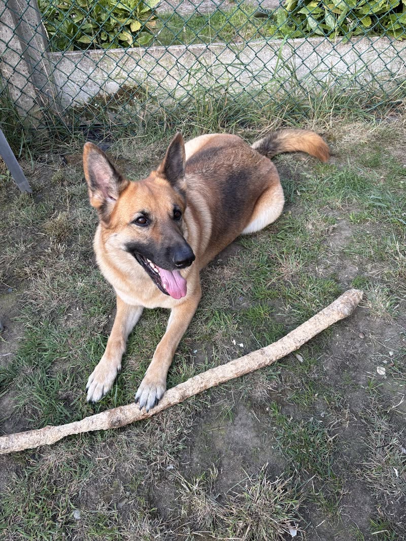A German Shepherd lying in a fenced garden at the groom room