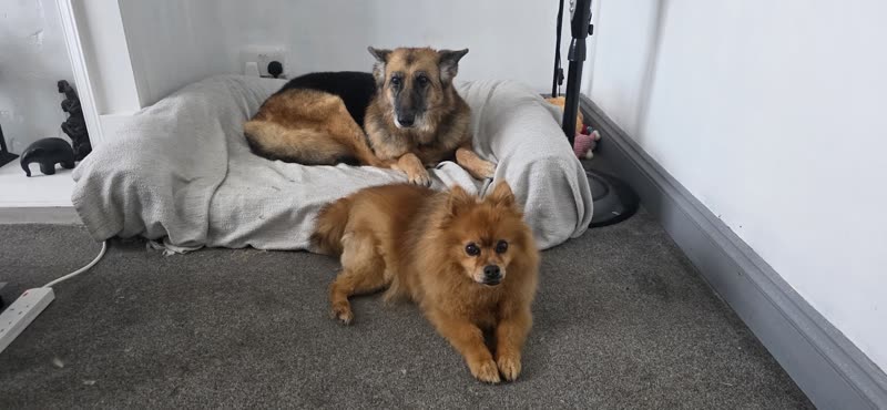 Two dogs resting together indoors after grooming