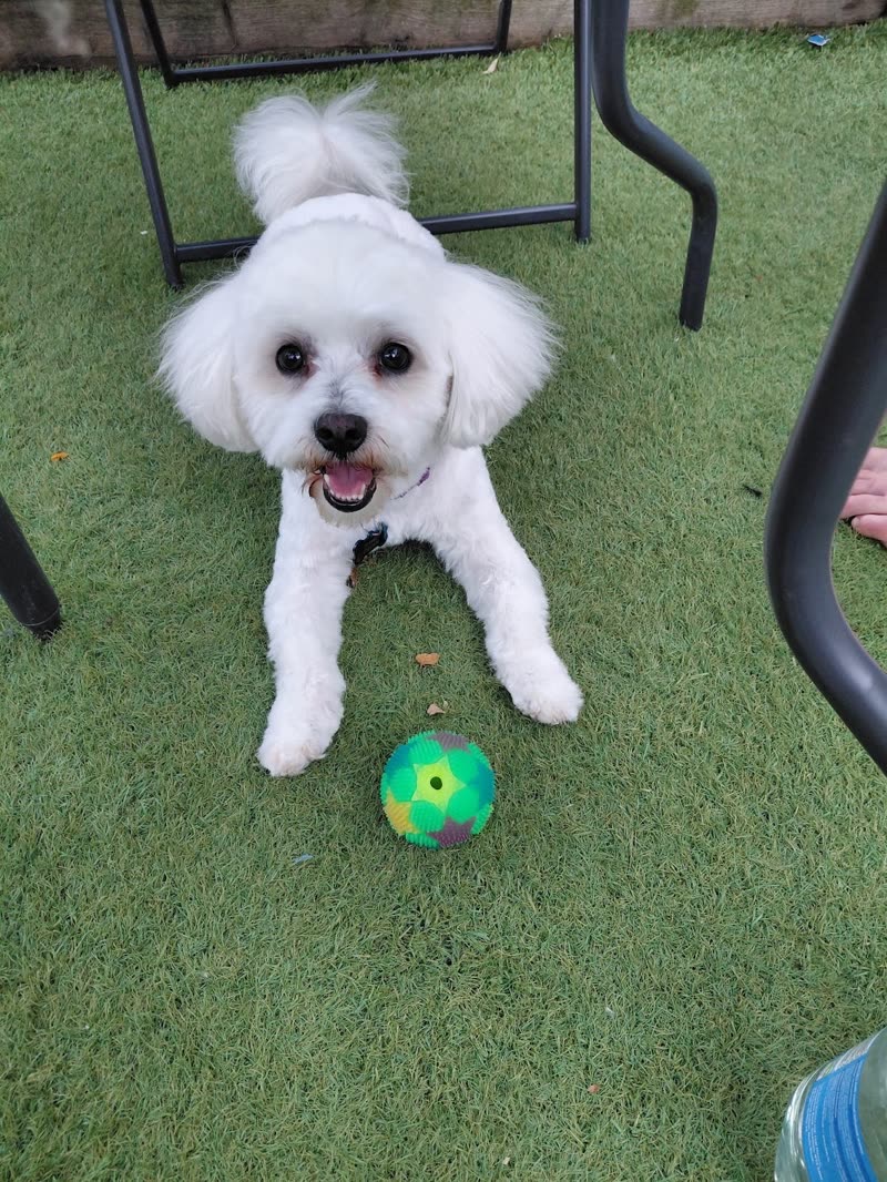 A white Bichon-type dog on the grass after a full groom
