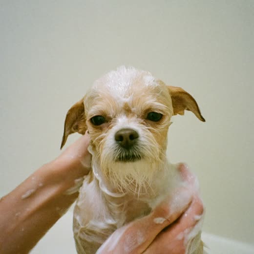 A dog being bathed at the grooming table
