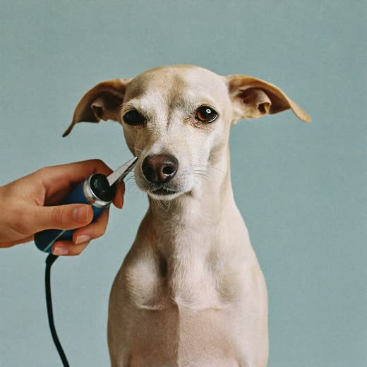 A dog having its coat clipped