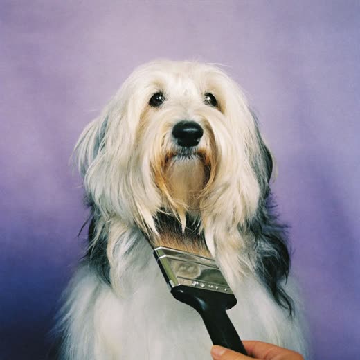 A dog's coat being brushed out