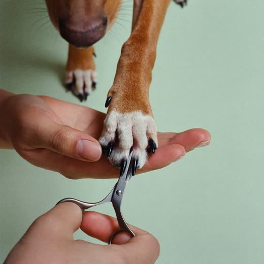 A dog having its nails trimmed